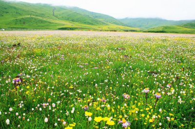 ​7月份坝上草原旅游攻略