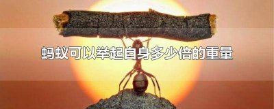 ​蚂蚁可以举起自身体重多少倍的东西 蚂蚁可以举起比自身重几倍的东西