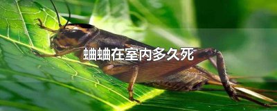 ​蛐蛐在屋里一般活多久 蛐蛐进屋了多长时间能死