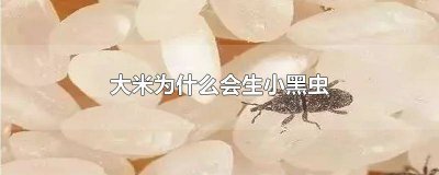 ​大米起小黑虫是什么原因怎么办 大米生小黑虫的原因