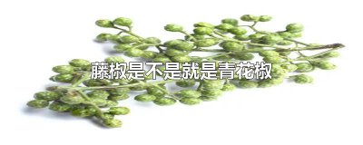 ​藤椒就是青花椒吗 青花椒是不是就是藤椒