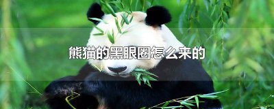 ​熊猫有没有黑眼圈 熊猫的黑眼圈是怎么回事