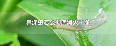 ​厨房长鼻涕虫怎么办 怎样除厨房下水道鼻涕虫