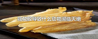 ​花胶到底是什么东西 花胶是动物内脏吗