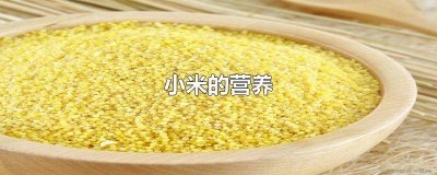 ​小米的营养价值及功效作用 小米的营养价值及作用