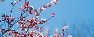 ​紫叶李的果子能吃吗