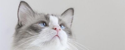 ​猫一岁相当于人的几岁