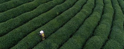 ​龙井茶是绿茶吗
