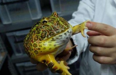 ​男子把青蛙当宠物，自称青蛙就是他的“命”，十年花近百万养蛙