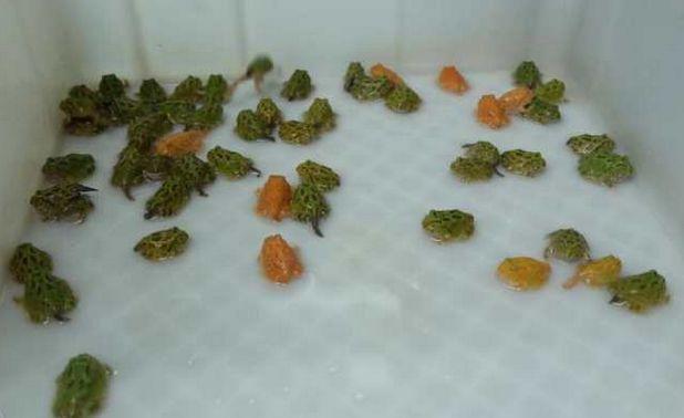 男子把青蛙当宠物,自称青蛙就是他的“命”,十年花近百万养蛙