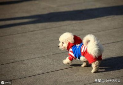 ​哈士奇怎么喂养才好看，哈士奇怎么喂才能喂胖