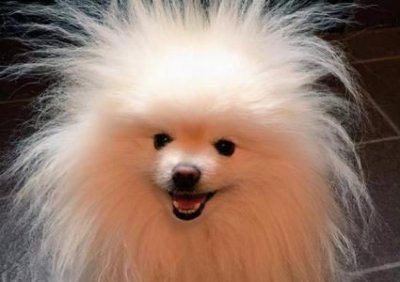 ​白色的 狗白色狗狗种类