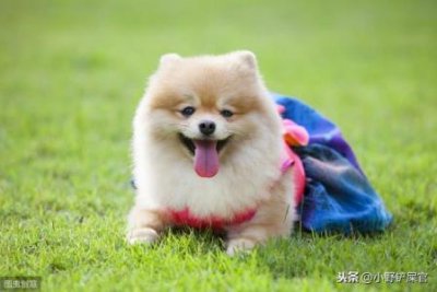 ​金毛和萨摩耶的分别，金毛和萨摩耶