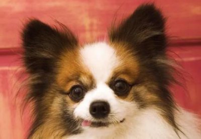​狗狗流鼻血：不仅是上火，可能是严重疾病的信号