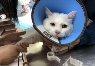​养加菲猫攻略关于加菲猫的饲养小技巧