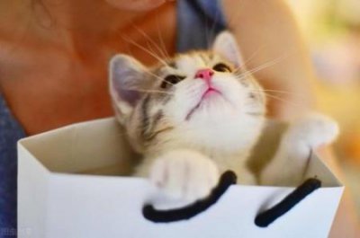​猫瘟一定会吐吗？猫瘟不吐是好事吗？