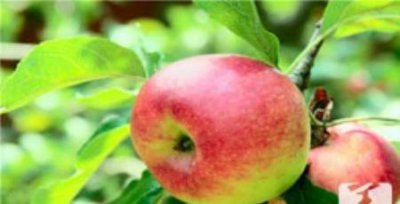 ​揭秘对人类有毒的10大食物