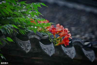 ​从国宝《听琴图》看攀援青松的凌霄花