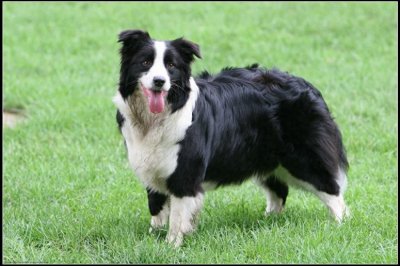 ​宠物图集：边境牧羊犬