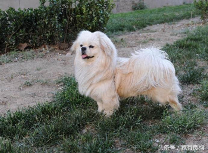 袖狗中国最古老的犬种之一,曾享誉天下,现如今却濒临灭种!