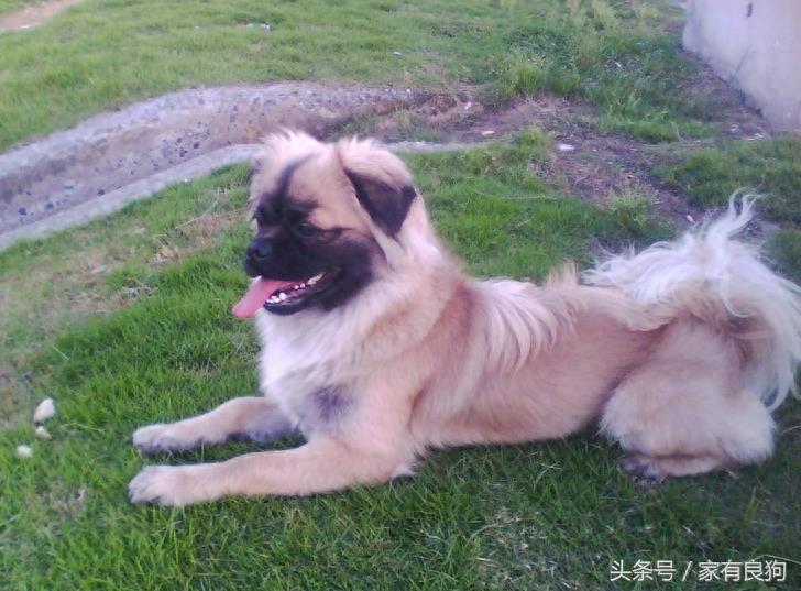 袖狗中国最古老的犬种之一,曾享誉天下,现如今却濒临灭种!