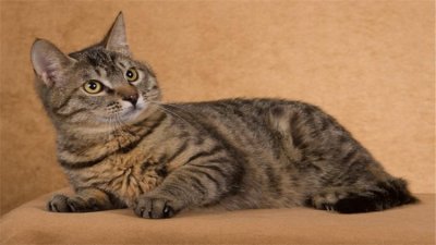 ​手把手教你给猫咪剪指甲