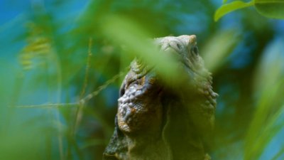 ​沈阳公园出现巨型蜥蜴，性格凶残吓坏路人，如果遇到它该咋办？