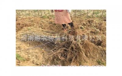 老婆出轨想离婚怎么办,老婆出轨,该怎么办?