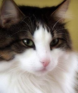 ​宠物百科-挪威森林猫，真正的骄傲猫类