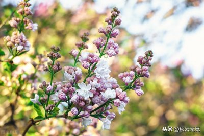 ​关于丁香的诗句25首