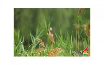 ​我的故事：绿人者，人恒绿之