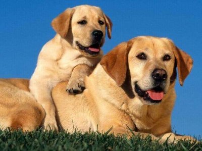 浅析拉布拉多犬的起源、6个品类分支,别再以为自家狗子是串串了