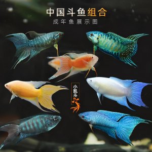 ​广东称为花手巾，广西称为菩萨鱼，养殖还需要配镜子的中国原生鱼