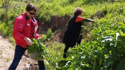 荠菜、苦菜、白蒿子你认识吗?80后没几个人全都吃过!