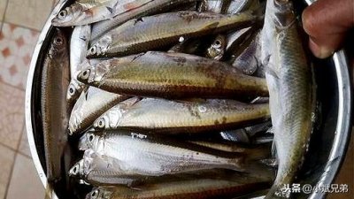 ​农村小杂鱼超好吃的家常做法，鲜香美味酥脆爽口，鱼骨也是脆的
