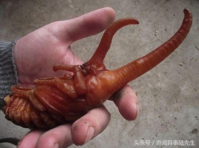 ​这虫酷似外星生物，一只要值几十万！