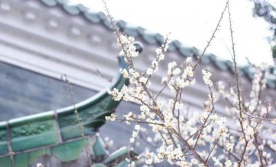 ​萝岗香雪公园：曾经是羊城八景之一，如今成为广州赏梅打卡胜地
