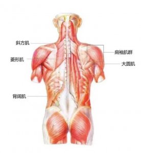 ​背部肌肉构成