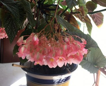 ​扦插竹节海棠怎么快速扎根？避开3个误区，根旺叶茂花爆盆