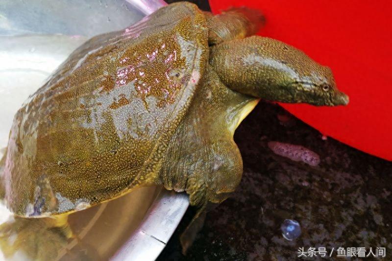 野生鳖价格不一 从100到180一斤都有 真假难以辨别 购买者谨慎