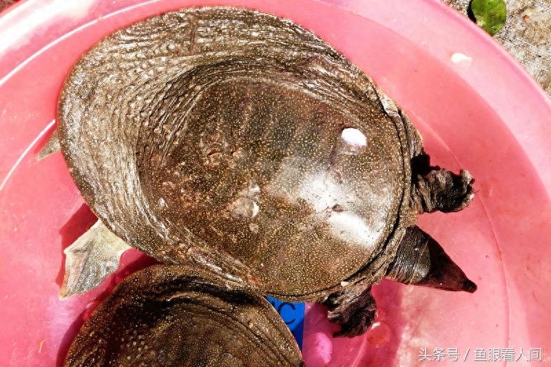 野生鳖价格不一 从100到180一斤都有 真假难以辨别 购买者谨慎
