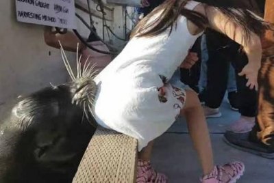 ​女孩逗海狮玩被拖入水惊魂瞬间 10秒营救免遭意外悲剧