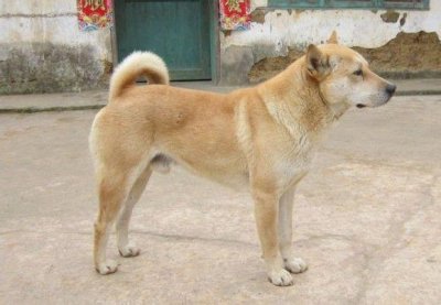 ​中国的“国犬”不应该遭到歧视！