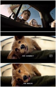 ​电影《一条狗的使命》中贝利分别变成过哪些品种的狗？