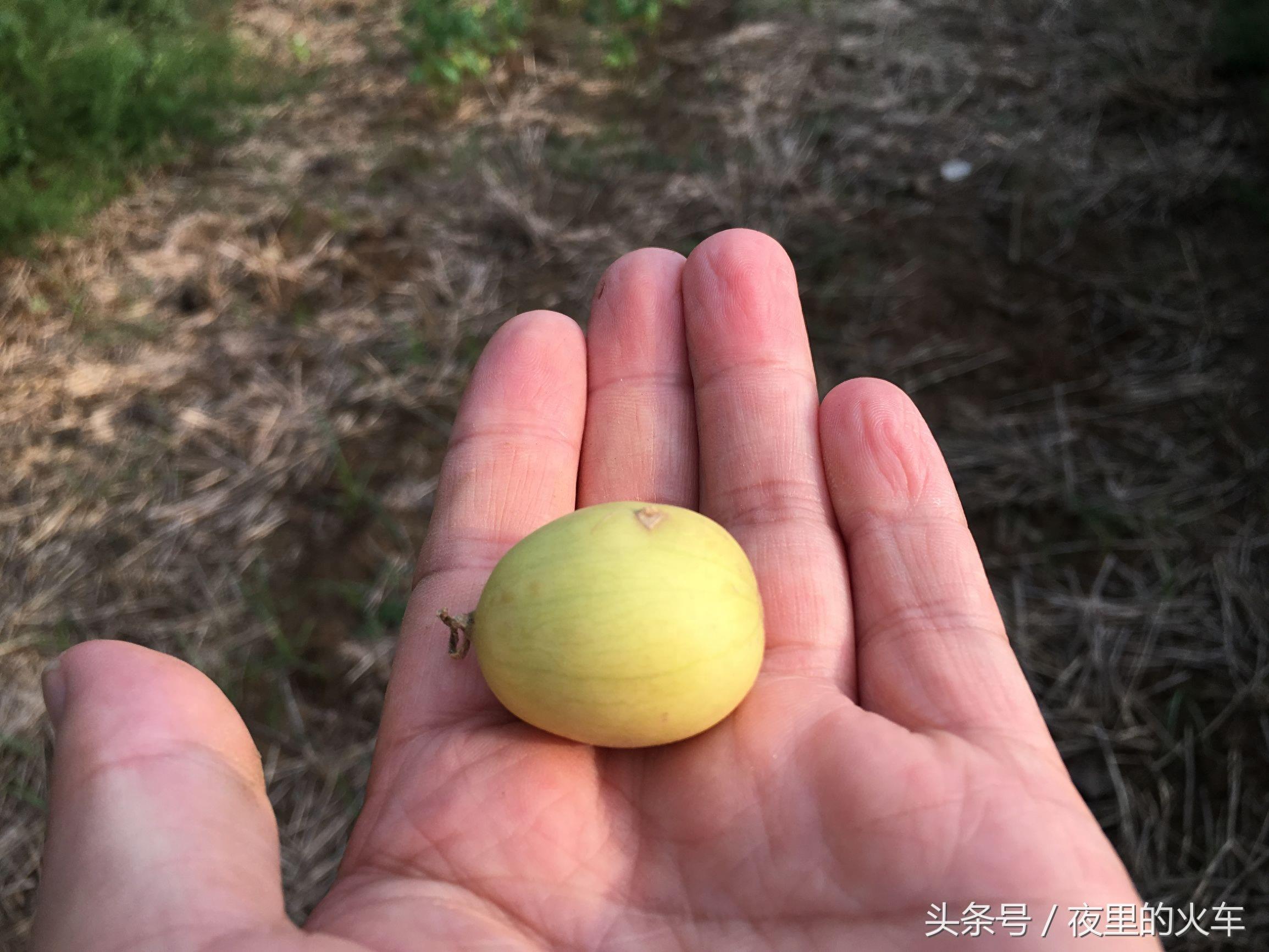 河南农村田间这种小瓜曾经遍地都是 如今很多人都没有见到过