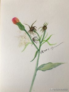 ​绘画野茼蒿，步骤简单，一看就会