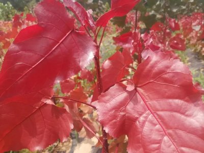 ​十年磨一剑，洛阳一小伙把普通杨树变成网“红”树，亩收益达60万