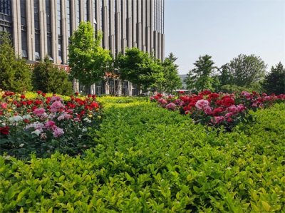 ​北京的市花