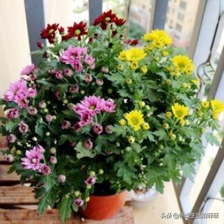 家里养菊花好吗?今天我们来还原真相