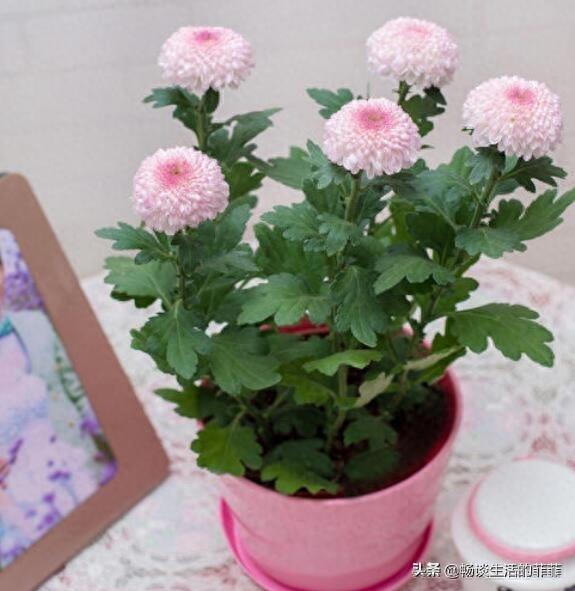 家里养菊花好吗?今天我们来还原真相